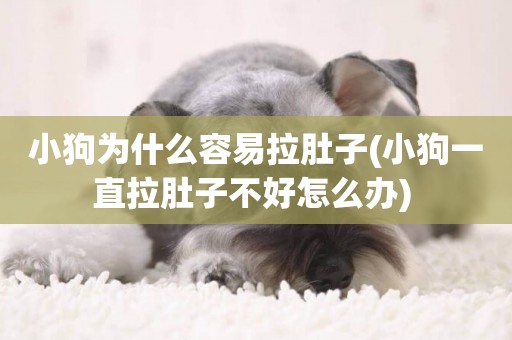 小狗為什么容易拉肚子(小狗一直拉肚子不好怎么辦) 