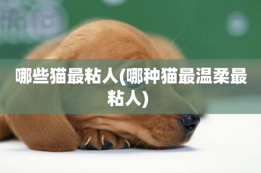 哪些貓最粘人(哪種貓最溫柔最粘人) 
