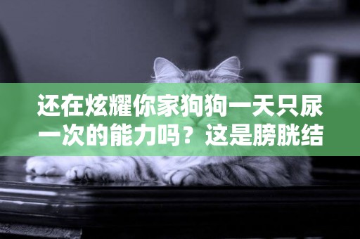 還在炫耀你家狗狗一天只尿一次的能力嗎？這是膀胱結石最大的誘因 