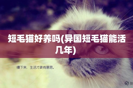 短毛貓好養嗎(異國短毛貓能活幾年) 