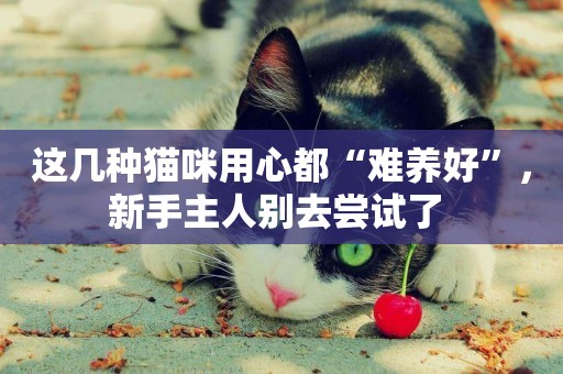 這幾種貓咪用心都“難養好”，新手主人別去嘗試了 