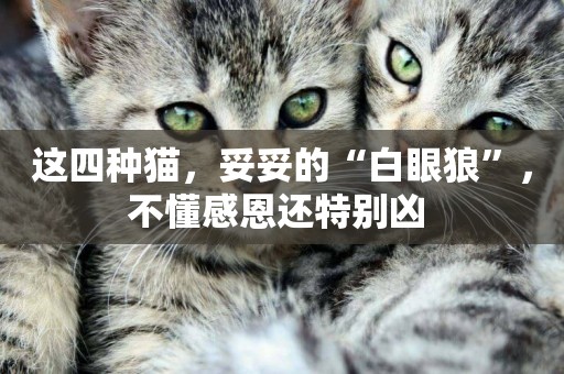這四種貓，妥妥的“白眼狼”，不懂感恩還特別兇 