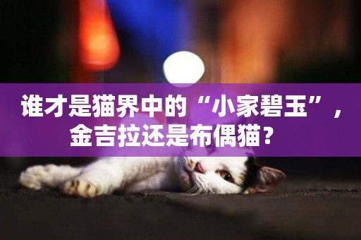 誰才是貓界中的“小家碧玉”，金吉拉還是布偶貓？ 