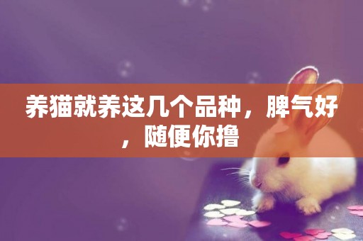 養貓就養這幾個品種，脾氣好，隨便你擼 