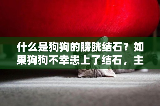 什么是狗狗的膀胱結石？如果狗狗不幸患上了結石，主人該怎么辦？ 