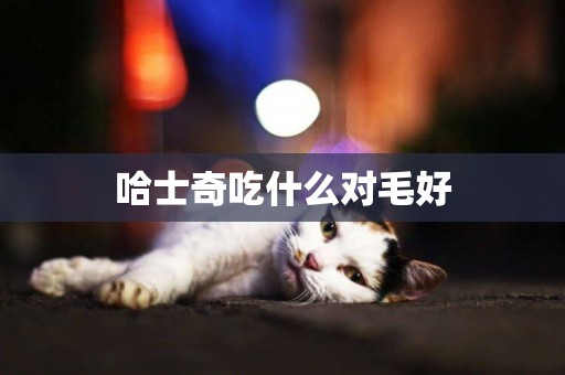 哈士奇吃什么對毛好