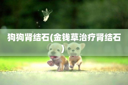 狗狗腎結石(金錢草治療腎結石) 