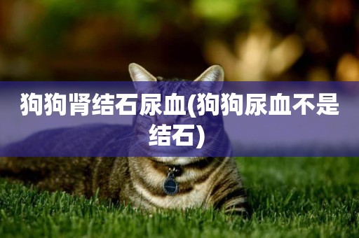 狗狗腎結石尿血(狗狗尿血不是結石) 