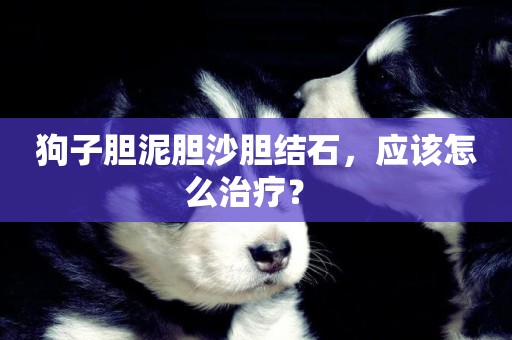 狗子膽泥膽沙膽結石，應該怎么治療？ 