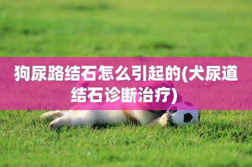 狗尿路結石怎么引起的(犬尿道結石診斷治療) 