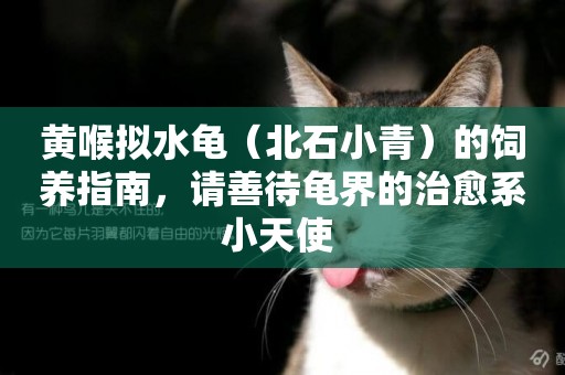 黃喉擬水龜（北石小青）的飼養指南，請善待龜界的治愈系小天使 
