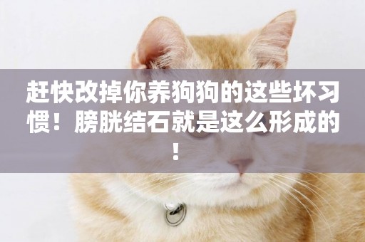 趕快改掉你養狗狗的這些壞習慣！膀胱結石就是這么形成的！ 