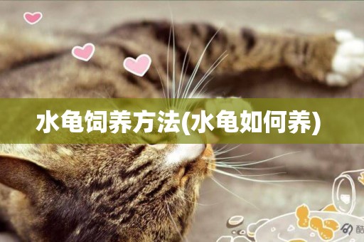水龜飼養方法(水龜如何養) 