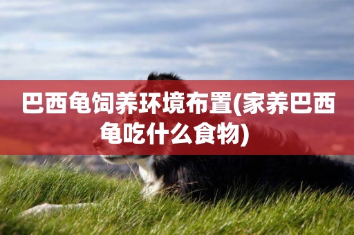 巴西龜飼養環境布置(家養巴西龜吃什么食物) 