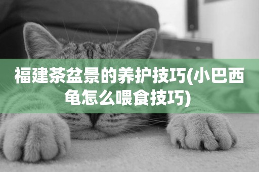 福建茶盆景的養護技巧(小巴西龜怎么喂食技巧) 
