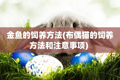 金魚的飼養方法(布偶貓的飼養方法和注意事項) 