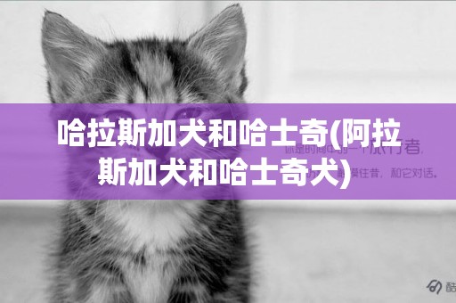 哈拉斯加犬和哈士奇(阿拉斯加犬和哈士奇犬) 