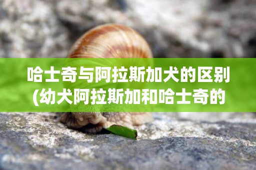 哈士奇與阿拉斯加犬的區別(幼犬阿拉斯加和哈士奇的區別) 