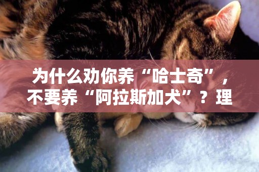 為什么勸你養“哈士奇”，不要養“阿拉斯加犬”？理由有4個 