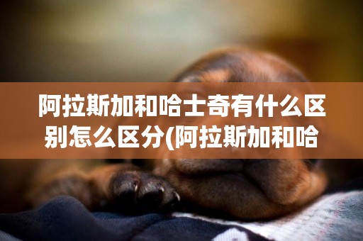 阿拉斯加和哈士奇有什么區別怎么區分(阿拉斯加和哈士奇有什么區別嗎) 