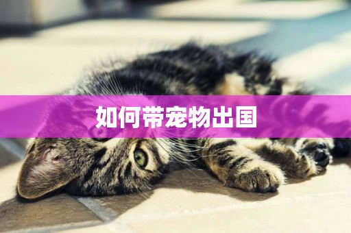 如何帶寵物出國