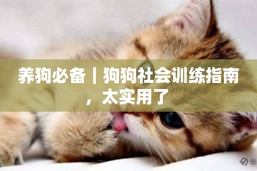 養狗必備｜狗狗社會訓練指南，太實用了 