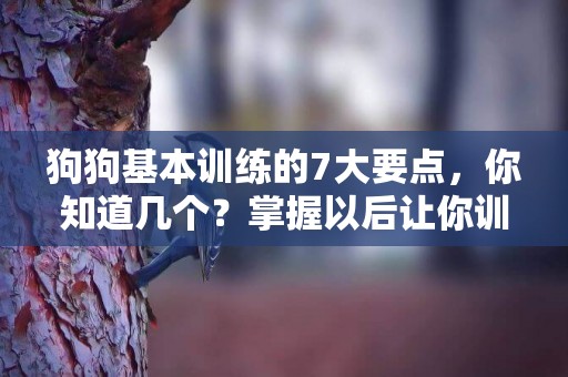 狗狗基本訓練的7大要點，你知道幾個？掌握以后讓你訓練更順利 