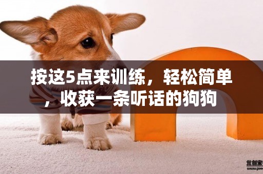 按這5點來訓練，輕松簡單，收獲一條聽話的狗狗 