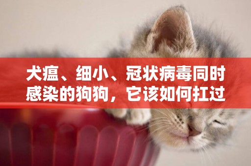 犬瘟、細小、冠狀病毒同時感染的狗狗，它該如何扛過這三道鬼門關 