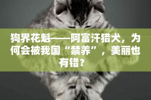狗界花魁——阿富汗獵犬，為何會被我國“禁養”，美麗也有錯？ 