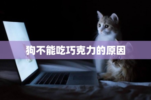狗不能吃巧克力的原因