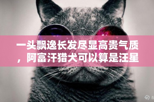 一頭飄逸長發盡顯高貴氣質，阿富汗獵犬可以算是汪星社會名流了 