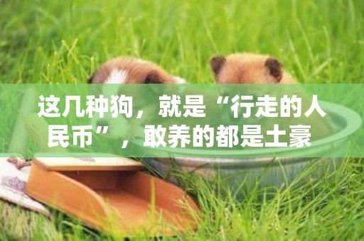 這幾種狗，就是“行走的人民幣”，敢養的都是土豪 