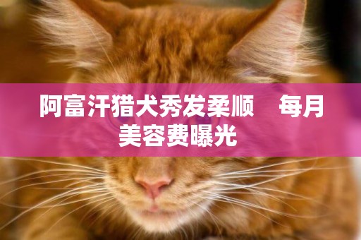 阿富汗獵犬秀發柔順　每月美容費曝光 
