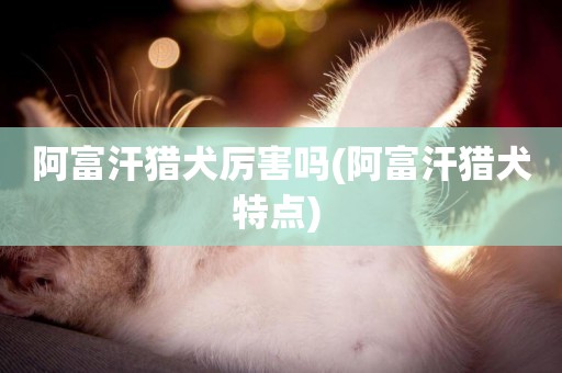 阿富汗獵犬厲害嗎(阿富汗獵犬特點) 