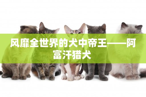 風靡全世界的犬中帝王——阿富汗獵犬 