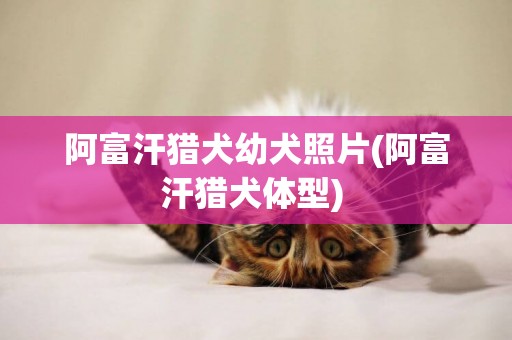 阿富汗獵犬幼犬照片(阿富汗獵犬體型) 