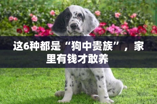 這6種都是“狗中貴族”，家里有錢才敢養 