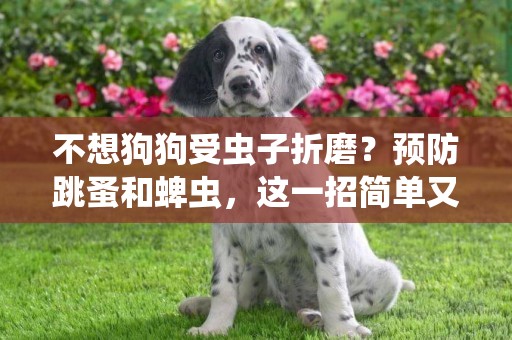 不想狗狗受蟲子折磨？預防跳蚤和蜱蟲，這一招簡單又實用 