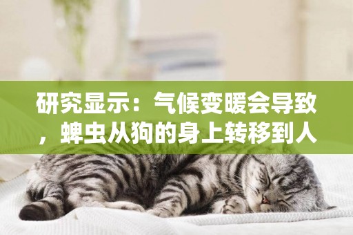 研究顯示：氣候變暖會導致，蜱蟲從狗的身上轉移到人類身上 