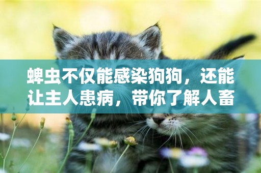 蜱蟲不僅能感染狗狗，還能讓主人患病，帶你了解人畜疾病之萊姆病 