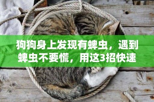 狗狗身上發現有蜱蟲，遇到蜱蟲不要慌，用這3招快速處理 