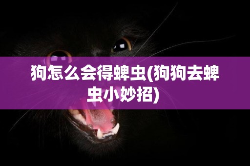 狗怎么會得蜱蟲(狗狗去蜱蟲小妙招) 
