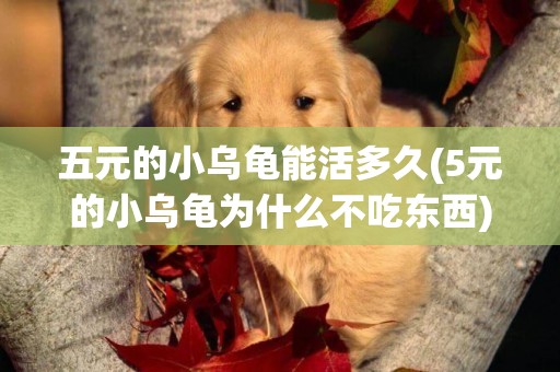 五元的小烏龜能活多久(5元的小烏龜為什么不吃東西) 