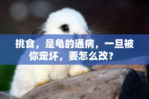挑食，是龜的通病，一旦被你寵壞，要怎么改？ 