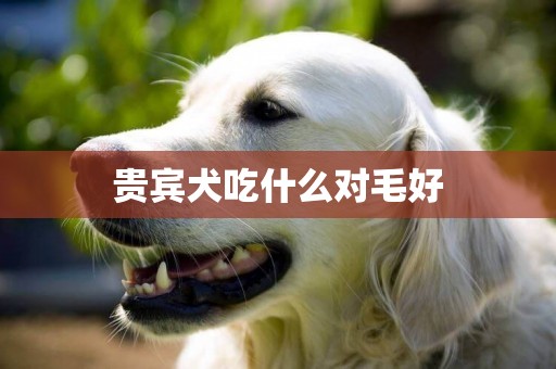 貴賓犬吃什么對毛好