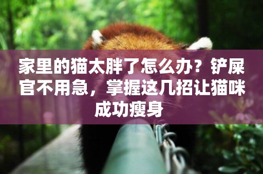 家里的貓太胖了怎么辦？鏟屎官不用急，掌握這幾招讓貓咪成功瘦身 