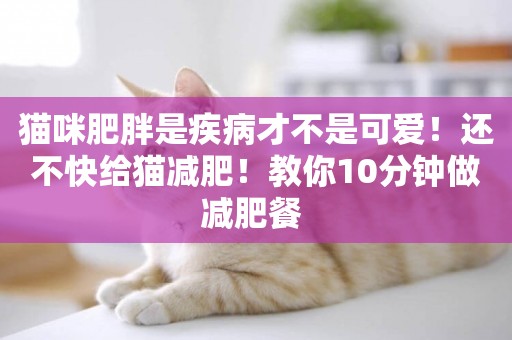 貓咪肥胖是疾病才不是可愛！還不快給貓減肥！教你10分鐘做減肥餐 