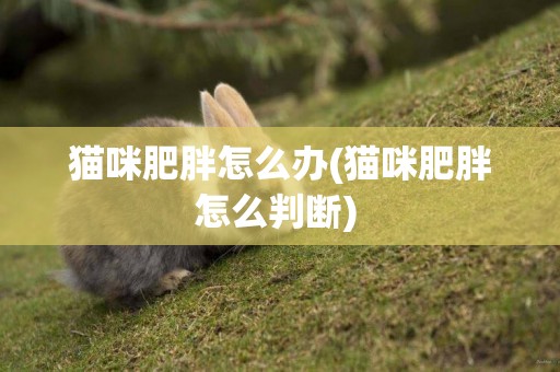 貓咪肥胖怎么辦(貓咪肥胖怎么判斷) 