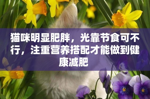 貓咪明顯肥胖，光靠節食可不行，注重營養搭配才能做到健康減肥 